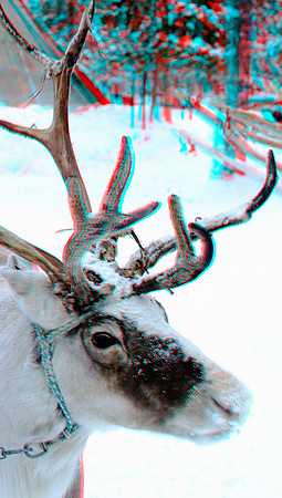 SWEDEN, Reindeer Safari_0035aVU*
