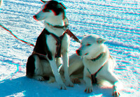 SWEDEN, Dog sledding_0049aVU