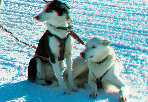 SWEDEN, Dog sledding_0049aVU