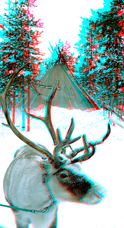 SWEDEN, Reindeer Safari_0037aVU