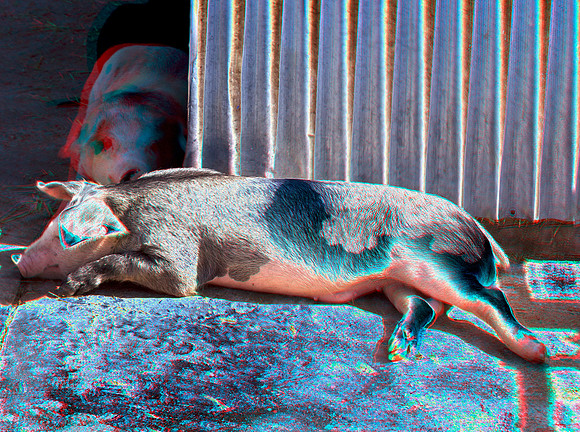 Pig_0081ana_55c