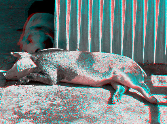Pig_0081ana_55bw