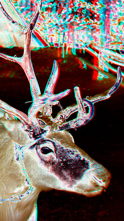 Reindeer_0035a_55c