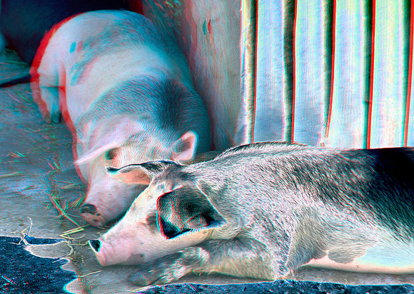 Pigs_0074ana_55c