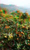SPAIN, Medlars_0001ana_VU