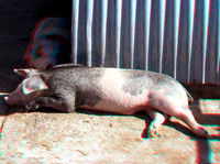 Pig_0081anaVU