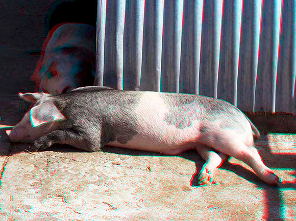 Pig_0081anaVU