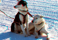 Sledge dogs_0075_VU