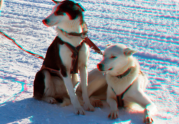 Sledge dogs_0075_VU