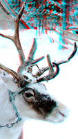 Reindeer_0037aVU