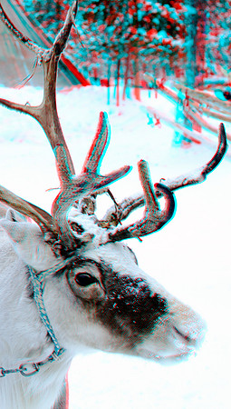 Reindeer_0037aVU