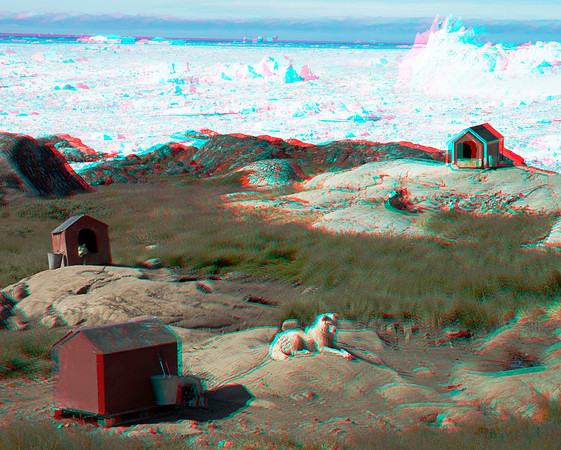 GREENLAND, Ilulissat, Sled dogs_04anaVU