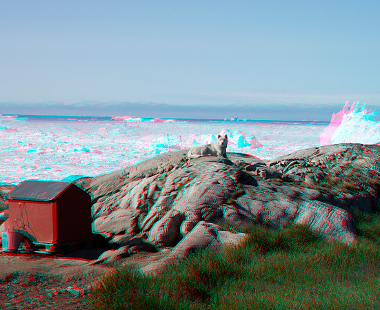GREENLAND, Ilulissat, Sled dogs_10anaVU