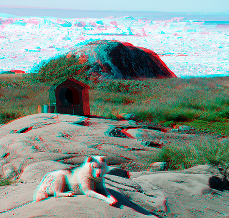 GREENLAND, Ilulissat, Sled dogs_08anaVU