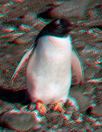 ANTARCTICA, Aitcho Island_0017ana